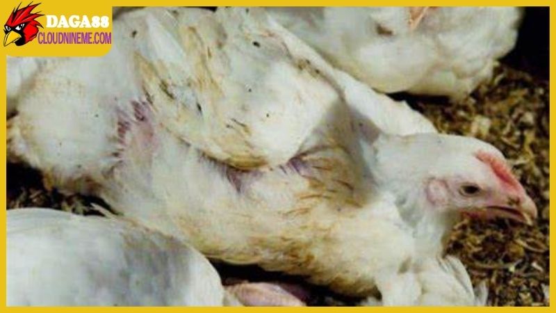 Bệnh đường ruột ở gà