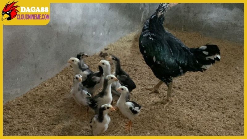 Cách chăm sóc gà chọi con ngay sau khi nở trứng