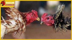 Cách nuôi gà đá mau sung