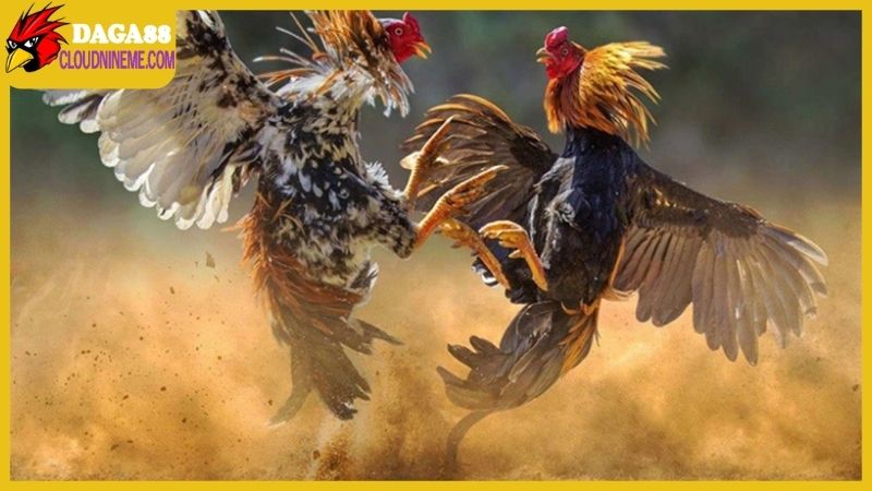 Cách nuôi gà đá mau sung luôn quan trọng trong quá trình dưỡng kê