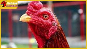 Giống gà chọi Thái Lan