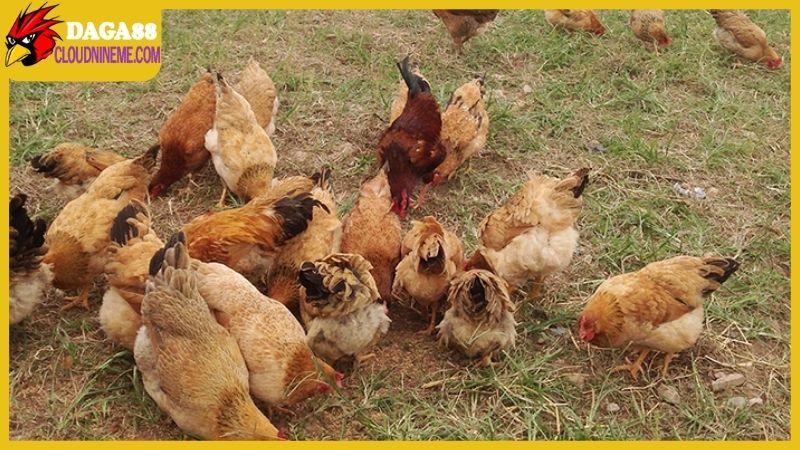 Kỹ thuật nuôi gà thả vườn