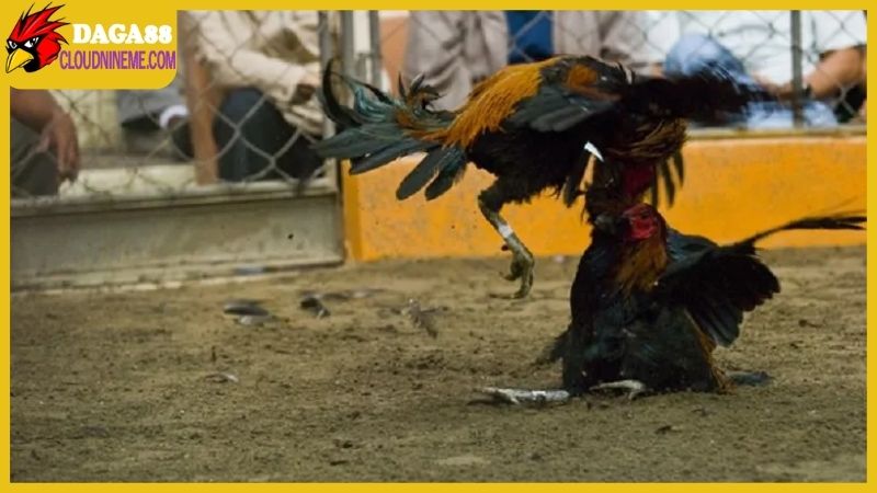 Tổng hợp một vài lưu ý khi xem ngày gà đá