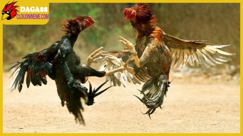 Những yếu tố không thể thiếu trong cách chọn gà chọi hay