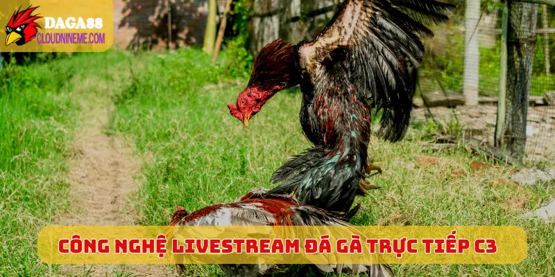 Công nghệ livestream Đá Gà Trực Tiếp C3 cực khủng