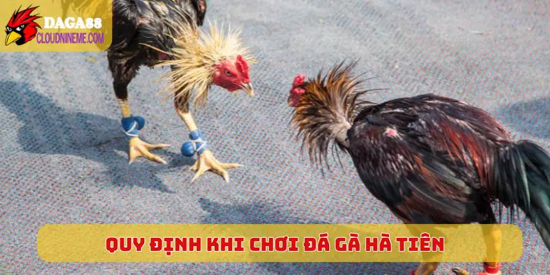 Quy định chung khi chơi đá gà Hà Tiên