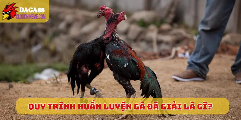 Quy trình huấn luyện chuẩn của dòng gà đá giải là gì?