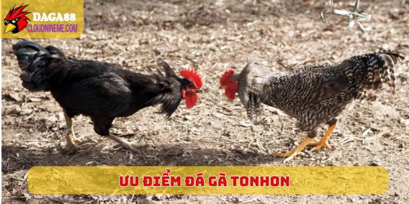 Ưu điểm có thể cảm nhận khi chọn xem đá gà Tonhon