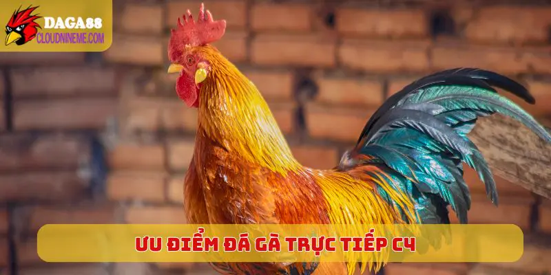 Ưu điểm khi lựa chọn Đá Gà Trực Tiếp C4 thưởng thức